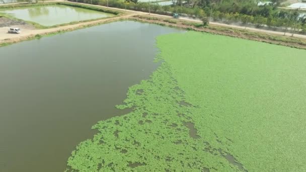 Drůbeží Farma Používá Kachní Plevel Čištění Odpadních Vod Lagunách Nízkonákladová — Stock video