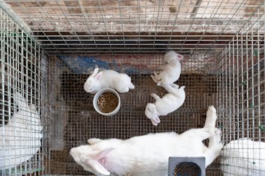 Anne etli tavşan ve çocuklar çiftlikte..