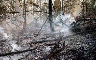Tropikal ormanlarda yangınlardan sonra yiyecek kaynaklarının yaşam alanlarını kaybetmesi sonucu vahşi yaşam yok olabilir..