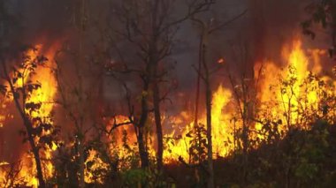 Tropikal ormanlardaki orman yangınları, iklim değişikliğine katkıda bulunan karbondioksit (CO2) emisyonları ve diğer sera gazları (GHG) salgılar..