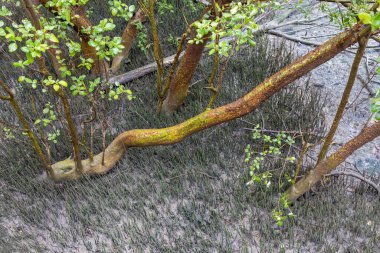 Lush Mangrove Forest ,Mangrove Ecosystem, Root Respiration through Pneumatophores , Nature's Resilience on Anaerobic Soil. clipart