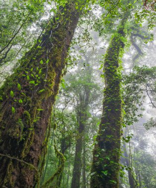 Karbon Dioksit Emilimindeki Tropikal Yağmur Ormanları Rolü.