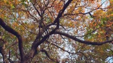 Yağmur mevsiminin başlarında Asya subtropikal ormanında yaprak döken ağaçların dallarında kırmızı yeni yapraklar...