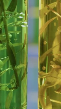 Sürdürülebilir Havacılık Yakıtları için Algal Biyoyakıt Araştırmasında Gelişmeler. Dikey video.