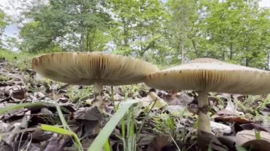 Zehirli mantar klorofilyum molibditler. Tayland 'da çimen tarlasında doğal çiçek açan beyaz çiçekler...