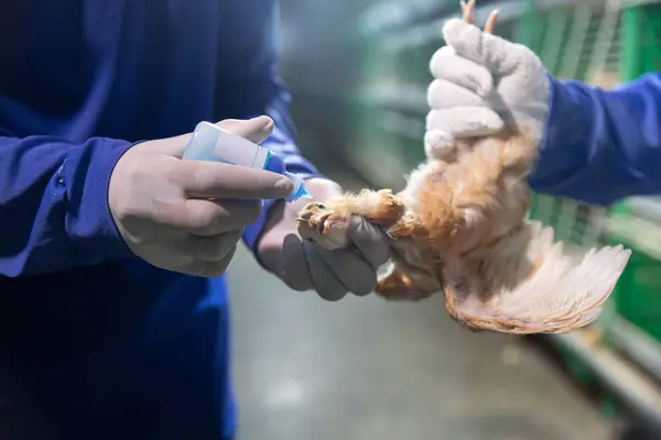 stock image Disease prevention in chickens. Pullets vaccination in close farm, temperature and light control , Thailand.