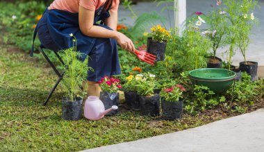 Ön bahçede kıdemli Asyalı kadın bahçıvanlığı. Emeklilikten sonraki yaşam.