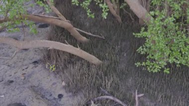 Lush Mangrove Ormanı, Mangrove Ekosistemi, Pneumatophores yoluyla Kök Solunumu, Doğanın Anaerobik Toprağa Dayanıklılığı.
