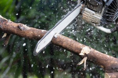 İşçi, devrilen bir ağacın dallarını testereyle kesiyor..