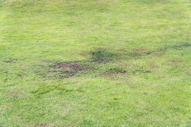 Çimenler, drenaj sorunları ve sulak çimenler yüzünden öldü..