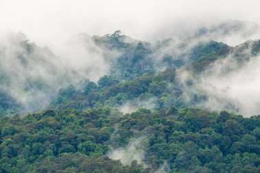 Tropikal ormanlar atmosferden büyük miktarlarda karbondioksit emebilir..