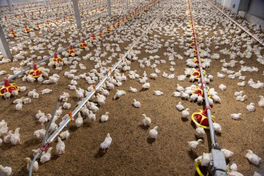 Tavuklar Kapalı Çiftlikte Su İçiyorlar, Sıcaklık ve Işık Kontrol.