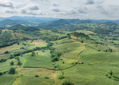 Orman kaybının en büyük nedeni tarımsal tahribat, Güneydoğu Asya 'daki çevresel hasar, küresel ısınma ve çevre.