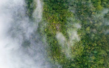 Tropikal ormanlar atmosferden büyük miktarlarda karbondioksit emebilir..