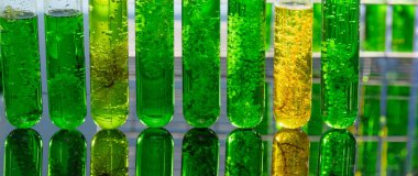 Yosun yakıtı biyoyakıt laboratuarı fosil alg yakıtı ya da alg biyoyakıtına alternatif araştırmalar yapıyor. Sıfır CARBON Emisyon kavramı.