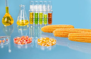 Biyoyakıt, sürdürülebilir bir havacılık yakıtı (SAF) olması için bitkiler endüstrisi laboratuvarında biyoyakıt araştırması yapmaktadır.)