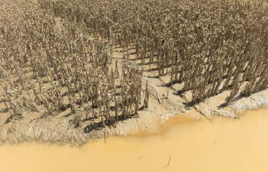 Flash flood destroys corn and vegetable crop in Southeast asia. clipart