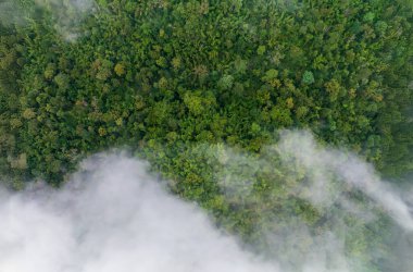 Tropikal ormanlar atmosferden büyük miktarlarda karbondioksit emebilir..