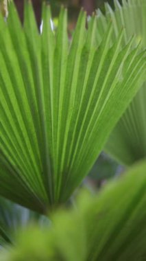 Licuala grandis veya botanik bahçesindeki Vanuatu Fan Palm.