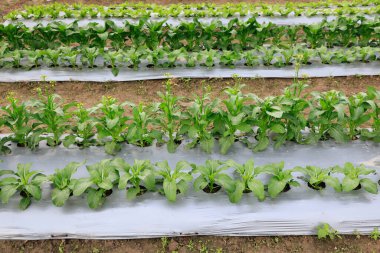 Çiftçiler sebze bahçesinde toprak nemi ve ot kontrolü için plastik film kullanırlar..