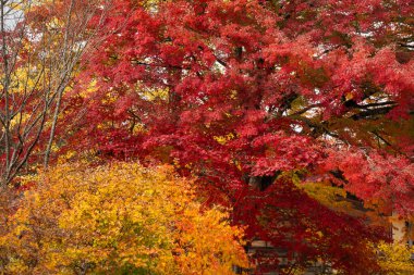 Japon Kyoto yakınlarındaki sonbahar mevsiminde kırmızı yapraklar (akçaağaç ağaçları) ve sarı yapraklar (ginkgo ağaçları).