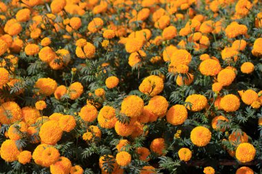 Turuncu Yumurta Yumurtaları ve Sağlıklı Tavuklar İçin Kadife Çiçekleri.