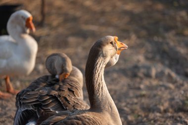 Küçük bir çiftlikte dinlenen bir kaz sürüsü..