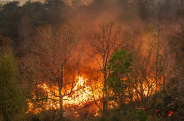 Vahşi yangınlar, iklim değişikliğine katkıda bulunan karbondioksit (CO2) emisyonları ve diğer sera gazlarını (GHG) serbest bırakır..