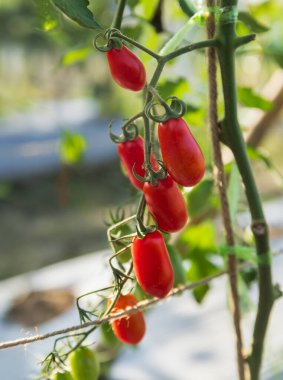 Bahçede yetişen bitkinin domatesleri. Sebze olgunlaştırma aşamaları: kırmızı, sarı, yeşil.