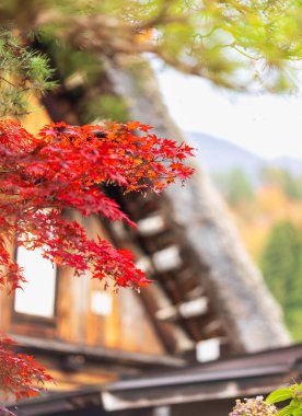 Shirakawago Köyü sonbaharda kırmızı akçaağaçlı, Japonya