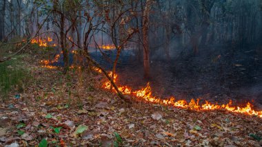 Vahşi yangınlar, iklim değişikliğine katkıda bulunan karbondioksit (CO2) emisyonları ve diğer sera gazlarını (GHG) serbest bırakır..