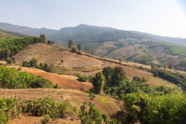 Orman kaybının en büyük nedeni tarımsal tahribat, Güneydoğu Asya 'daki çevresel hasar, küresel ısınma ve çevre.