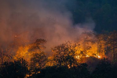 Vahşi yangınlar, iklim değişikliğine katkıda bulunan karbondioksit (CO2) emisyonları ve diğer sera gazlarını (GHG) serbest bırakır..