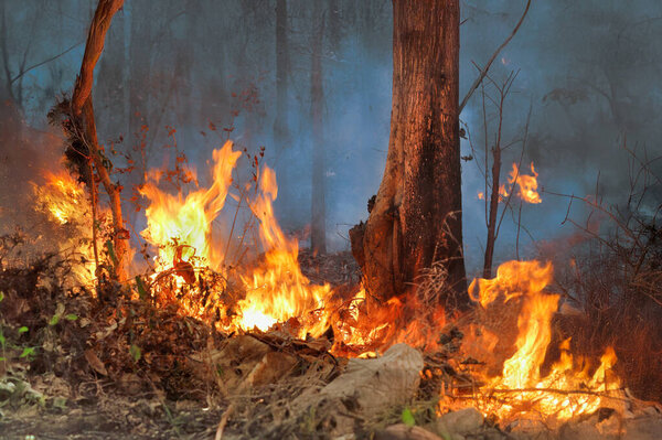 Пожары высвобождают углекислый газ (CO2) и другие парниковые газы (ПГ), которые способствуют изменению климата.