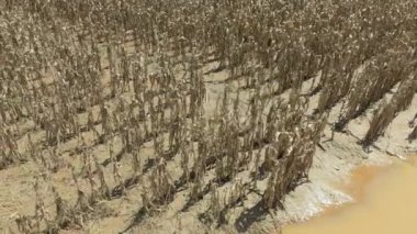 Ani sel Güneydoğu Asya 'daki mısır ve sebze mahsullerini yok etti.