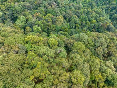 Tropikal ormanlar fotosentez yoluyla atmosferden büyük miktarlarda karbondioksit emebilir ve ağaç gövdelerinde, dallarda ve köklerde muazzam miktarda karbon depolayabilir..