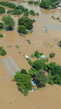 Su baskını Chiang Mai Tayland 'daki gülleri ve diğer çiçek çiftliklerini yok eder..