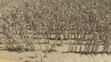 Ani sel Güneydoğu Asya 'daki mısır ve sebze mahsullerini yok etti.