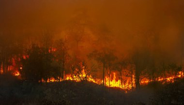 Vahşi yangınlar, iklim değişikliğine katkıda bulunan karbondioksit (CO2) emisyonları ve diğer sera gazlarını (GHG) serbest bırakır..
