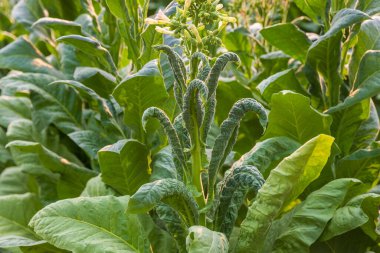 Tütün yaprağı kıvrım hastalığı veya (TLCV) beyaz sinek tarafından bulaşan bir virüs tarafından tetiklenir.
