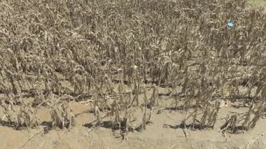 Ani sel Güneydoğu Asya 'daki mısır ve sebze mahsullerini yok etti.