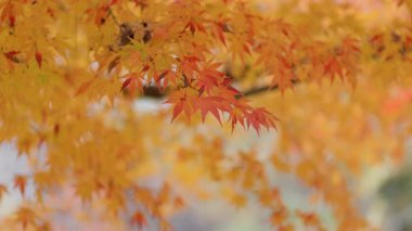 Japon Kyoto yakınlarındaki sonbahar mevsiminde kırmızı yapraklar (akçaağaç ağaçları) ve sarı yapraklar (ginkgo ağaçları).