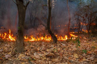 Kuru yapraklar Asya 'daki orman yangını için yakıttır.