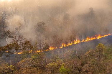 Vahşi yangınlar, iklim değişikliğine katkıda bulunan karbondioksit (CO2) emisyonları ve diğer sera gazlarını (GHG) serbest bırakır..