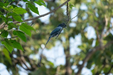 Daha büyük raket kuyruklu Drongo dal üzerinde dinleniyor.