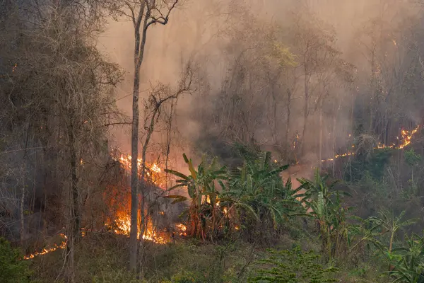 Orman kaybının en büyük nedeni tarımsal tahribat, Güneydoğu Asya 'daki çevresel hasar, küresel ısınma ve çevre.