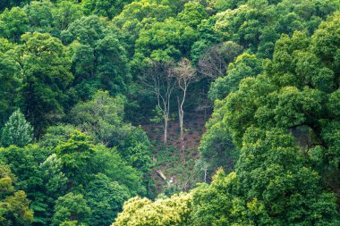 Orman kaybının en büyük nedeni tarımsal tahribat, Güneydoğu Asya 'daki çevresel hasar, küresel ısınma ve çevre.