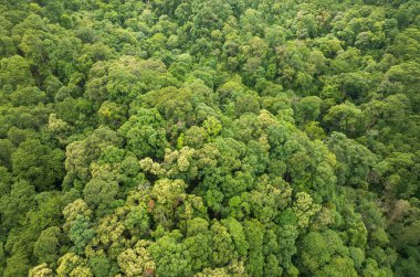Tropikal ormanlar atmosferden büyük miktarlarda karbondioksit emebilir..