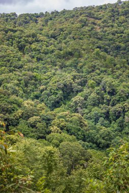 Tropikal ormanlar atmosferden büyük miktarlarda karbondioksit emebilir..