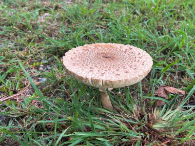 Şemsiye mantarı. Tayland 'da çim tarlasında çiçek açan doğal beyaz çiçekler..